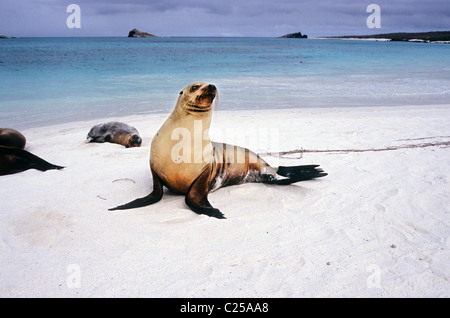 Le Galapagos leoni di mare crogiolarvi al sole su una bella bianca spiaggia Galapagos. Gli animali marini incontra. Fotografia della fauna selvatica. Foto Stock