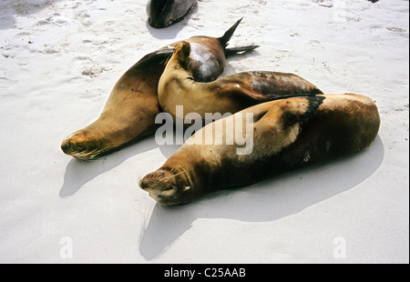 Le Galapagos leoni di mare crogiolarvi al sole su una bella bianca spiaggia Galapagos. Gli animali marini incontra. Fotografia della fauna selvatica. Foto Stock