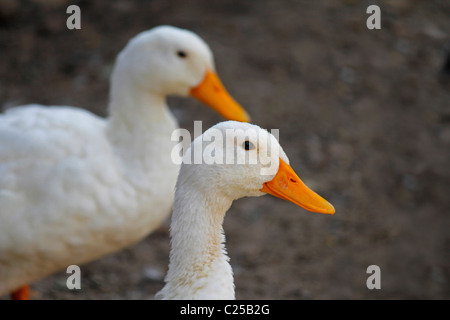 Le anatre domestiche, Anas platyrhynchos f domestica nei pressi di un laghetto di Pune, Maharashtra, India Foto Stock