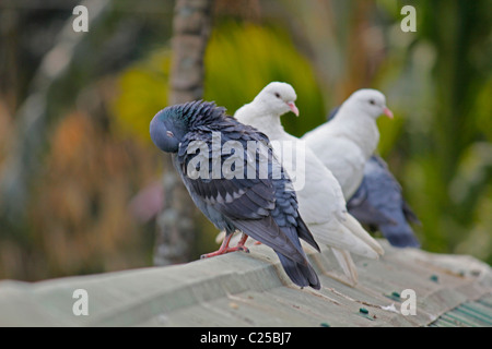 White & Rock colombe, Columba livia, Piccione bianco, India Foto Stock