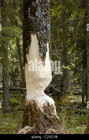 Beaver masticato tree Foto Stock