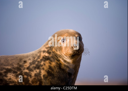 Ritratto di grigio di una mucca di tenuta Foto Stock