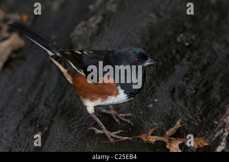 Maschi adulti Towhee Orientale (Pipilo erythrophthalmus) in piedi su una roccia nella città di New York, in zona Central Park in autunno Foto Stock