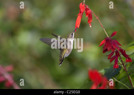 Ruby-throated Hummingbird (archilochus colubris) alimentazione sul rosso cardinale fiori in New York City Central Park Foto Stock