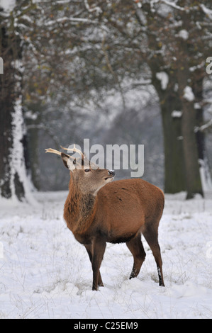 Red Deer: Cervus elaphus. Cerbiatto in inverno la neve. Il Parco di Richmond, Surrey, England, Regno Unito Foto Stock
