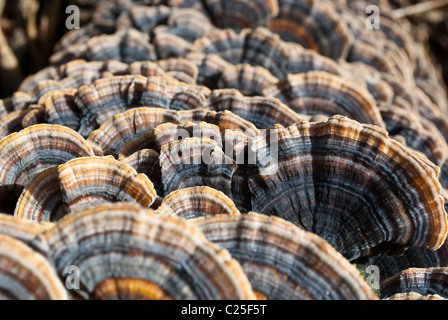 Primo piano sul ripiano di funghi. Albero fungo polyporus Foto Stock