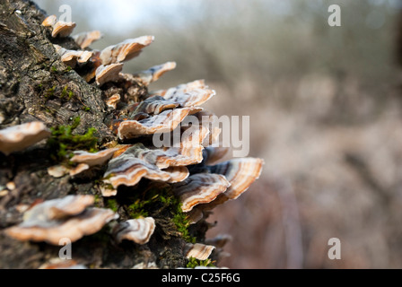 Primo piano sul ripiano di funghi. Albero fungo polyporus Foto Stock