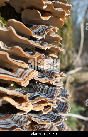 Primo piano sul ripiano di funghi. Albero fungo polyporus Foto Stock