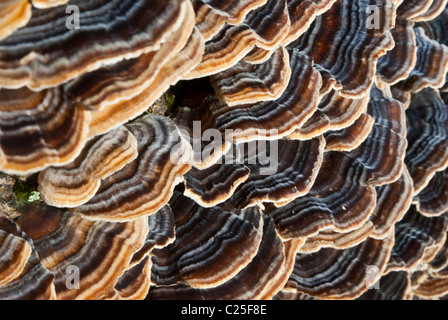 Close-up sul fungo Polyporus albero che cresce su un albero. Foto Stock