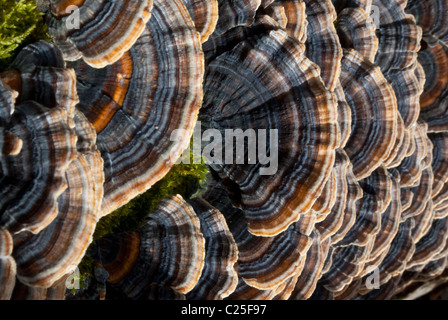 Primo piano sul ripiano mushroooms. Albero fungo polyporus Foto Stock