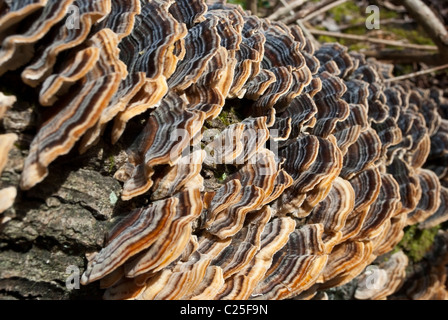 Primo piano sul ripiano di funghi. Albero fungo polyporus Foto Stock