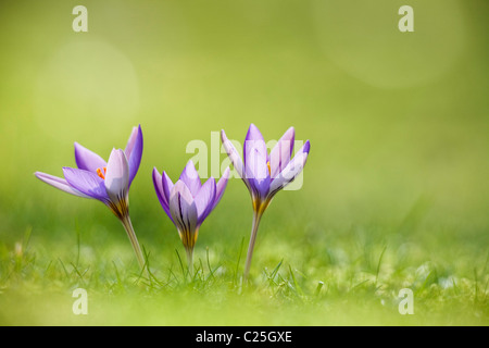 Crocus (crocus sativus) fiori di primavera in erba, Dorset, England, Regno Unito Foto Stock