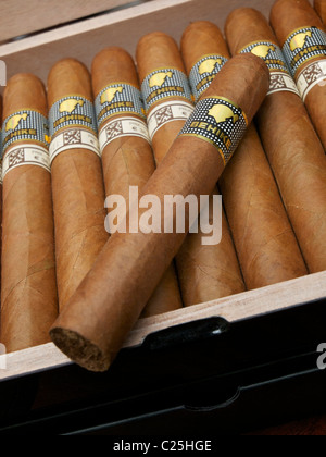 Fatto a mano i sigari Cohiba. Una sola di tali costi di sigari di oltre € 38. Foto Stock