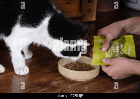 Bianco e nero cat essendo alimentato dal pacchetto Foto Stock