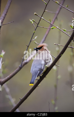 Il Cedar Waxwing (Bombycilla cedorum) sul ramo. Foto Stock