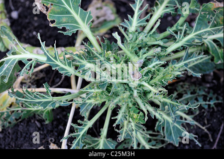 "Brussel germoglio' (Brassica oleracea) impianto danneggiati da piccioni in giardino Foto Stock