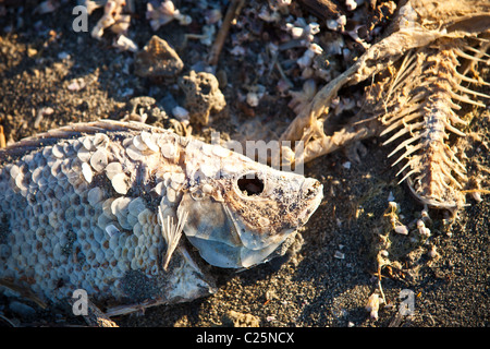 Talipia morto sulla costa del Salton Sea Imperial Valley, CA. Foto Stock