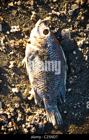 Talipia morto sulla costa del Salton Sea Imperial Valley, CA. Foto Stock