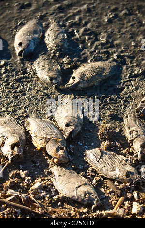 Talipia morto sulla costa del Salton Sea Imperial Valley, CA. I pesci muoiono per mancanza di ossigeno e di concentrazioni di sale. Foto Stock