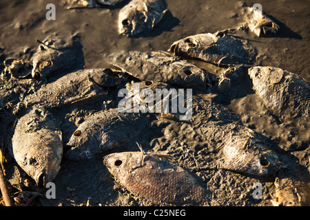 Talipia morto sulla costa del Salton Sea Imperial Valley, CA. I pesci muoiono per mancanza di ossigeno e di concentrazioni di sale. Foto Stock