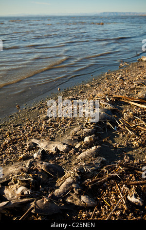 Talipia morto sulla costa del Salton Sea Imperial Valley, CA. I pesci muoiono per mancanza di ossigeno e di concentrazioni di sale. Foto Stock