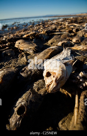 Talipia morto sulla costa del Salton Sea Imperial Valley, CA. I pesci muoiono per mancanza di ossigeno e di concentrazioni di sale. Foto Stock