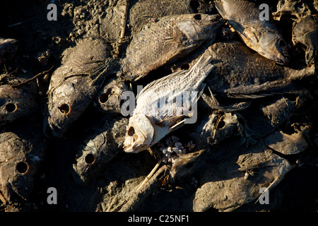 Talipia morto sulla costa del Salton Sea Imperial Valley, CA. I pesci muoiono per mancanza di ossigeno e di concentrazioni di sale. Foto Stock