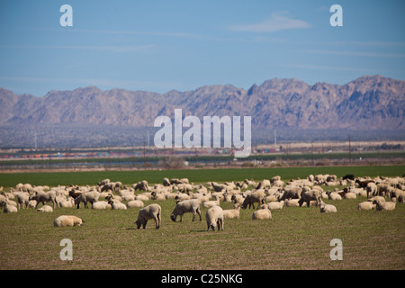 Pecore pascolano nella Valle Imperiale Niland, CA. Foto Stock