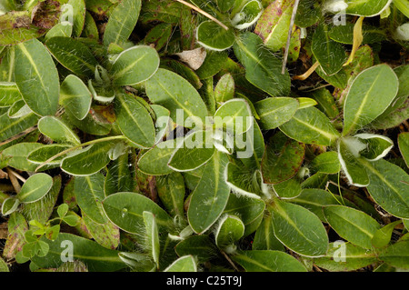 Mouse-orecchio (hawkweed Hieracium pilosella) Foto Stock