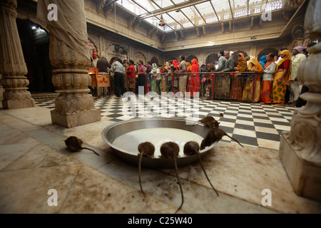 Ratti bere latte all'interno del Karni Mata Temple di Deshnoke, Bikaner, Rajasthan, India Foto Stock