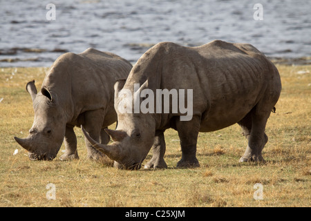 White Rhino , Lake Nakuru, Kenya , Africa Foto Stock