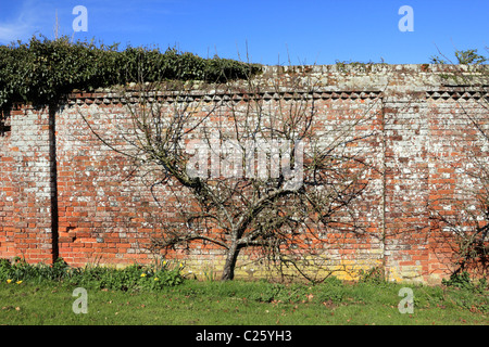 Albero da frutta crescendo contro il vecchio muro di mattoni, Surrey in Inghilterra REGNO UNITO Foto Stock