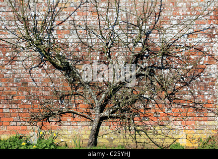 Albero da frutta crescendo contro il vecchio muro di mattoni, Surrey in Inghilterra REGNO UNITO Foto Stock