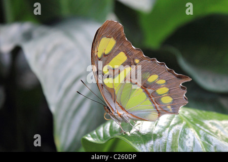 Siproeta stelenes comunemente noto come la malachite Butterfly nel Wisley glasshouse Surrey in Inghilterra REGNO UNITO Foto Stock