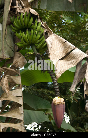 Banana Flower con piccole banane verdi Foto Stock