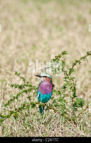 Rullo Lilac-Breasted, Corcias caudata, il Masai Mara riserva nazionale, Kenya, Africa Foto Stock