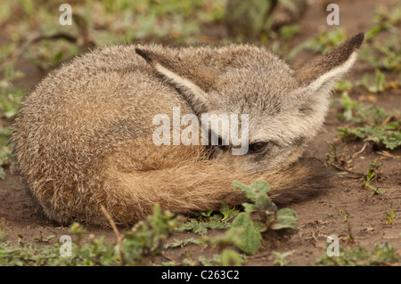 Stock photo closeup di un bat-eared Fox avvolto a ricciolo di riposo. Foto Stock