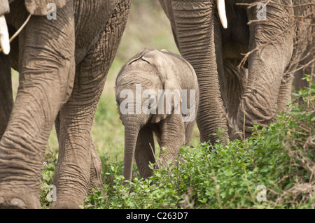 Foto di stock di un elefante a piedi di vitello tra due adulti. Foto Stock