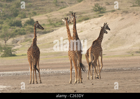 Foto di stock di giraffe ialong a piedi sulle rive del lago Ndutu. Foto Stock