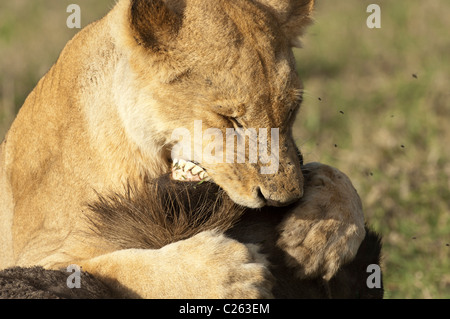 Foto di stock di un leone che uccide un gnu per soffocamento. Foto Stock