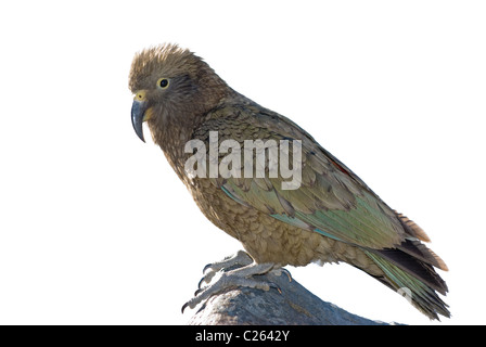 Nuovo Zealands Kea, i mondi solo pappagallo alpino - intaglio su bianco Foto Stock