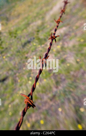 Rusty filo spinato intorno al campo di fattoria Foto Stock