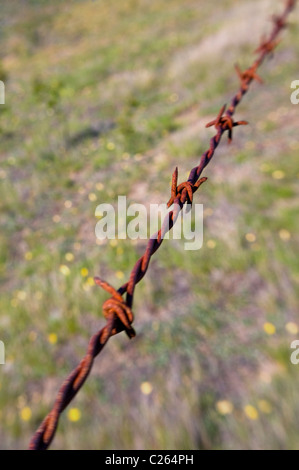 Rusty filo spinato intorno al campo di fattoria Foto Stock