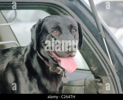 Il Labrador nero cane sat nel retro di un auto in appoggio e in attesa per il suo proprietario Foto Stock