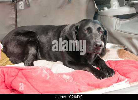 Un vecchio nero Labrador cane sat nel retro di un 4x4 auto in attesa di appoggio per il suo proprietario Foto Stock