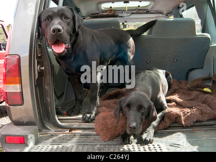 Due nero Labrador Cani sat nel retro di un 4x4 car in appoggio su un gallo cedrone giornata di riprese in attesa per i loro proprietari Foto Stock