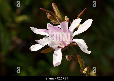 Magnolia in fiore (famiglia magnoliaceae), Europa Centrale Foto Stock