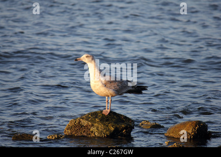 Seagull arroccata su una roccia a circa 10 piedi fuori nell'oceano. Foto Stock