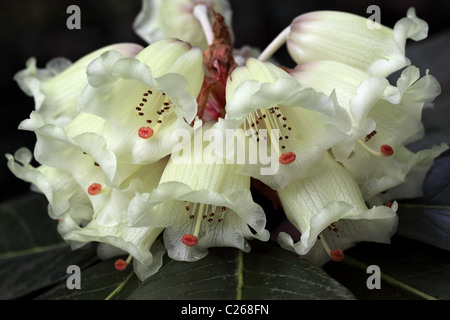 Primo piano di un bellissimo Macabeanum rododendro che fiorì in primavera in un giardino inglese, Inghilterra, Regno Unito Foto Stock