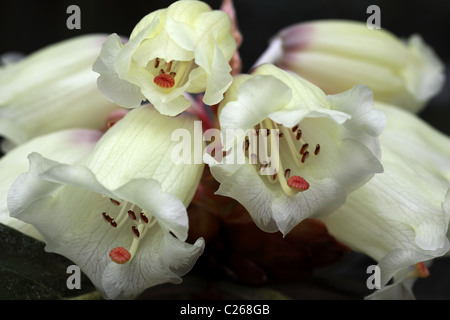 Primo piano di un bellissimo Macabeanum rododendro che fiorì in primavera in un giardino inglese, Inghilterra, Regno Unito Foto Stock